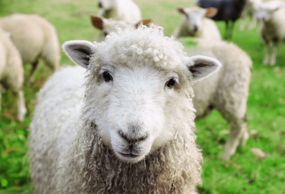 Humate-NZ-Sheep-Greengrass-Farmer-Fulvic-Healthy-Soil